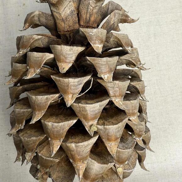 Giant Coulter Pine Cone 7-10 INCHES - Picture 8 of 9